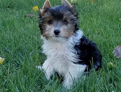 Wunderschöne Biewer Yorkshire Terrier Welpen