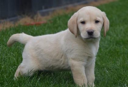 100 gesunde Labrador Welpen für Sie.