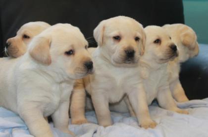 Labrador Welpen Männchen und Weibchen