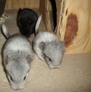 Chinchillas aus Liebhaberzucht suchen netten pelletspender