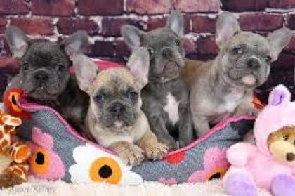 5 süße Französische Bulldoggen Welpen