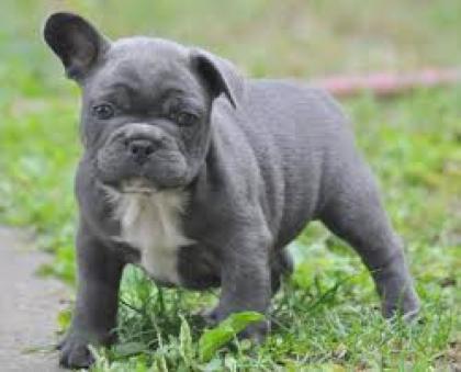 Französische Bulldogge Welpen