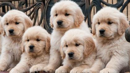 Wunderschöne Golden Retriever Welpen aus Famielienaufzucht.