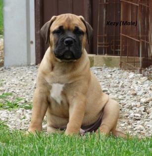 Bullmastiff welpen FCI Papiere