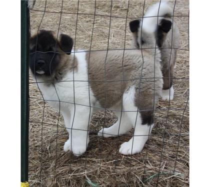 Schöne Akita Welpen bereit, zu neuen Häusern zu gehen