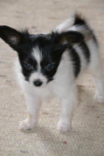 Papillon, Papillonwelpen