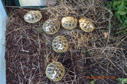 Griechische Landschildkröten