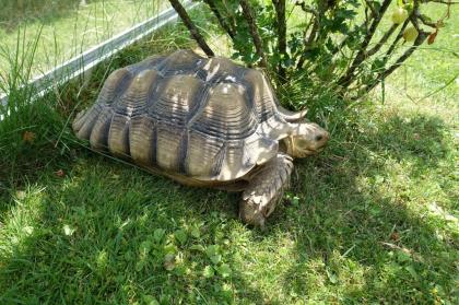 Sporenschildkröten abzugeben