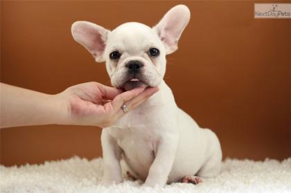 Französische Bulldoggen Blue / Blue red fawn