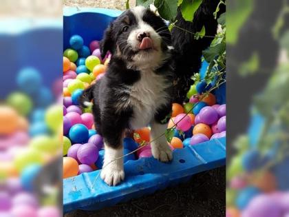 Australian Shepherd Welpen