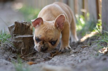 Französische Bulldoggen Welpen Cream, Fawn, Brindle