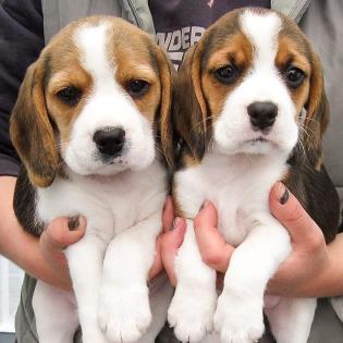 Beagle-Welpen können wegen Familieninstabilität dringend adoptiert werden