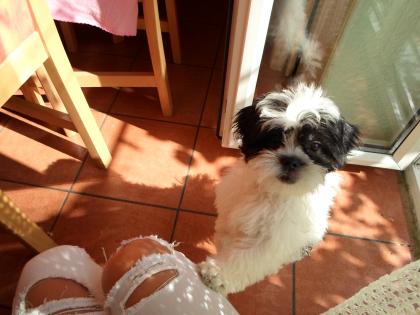 Shih tzu mini welpe