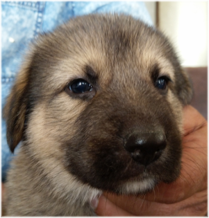 Schäferhund/Labrador-Mix Mischlinge