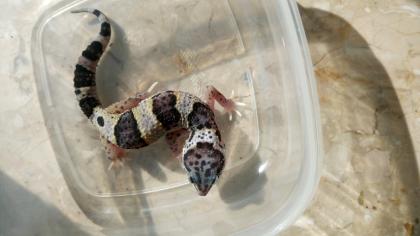 Leopardgecko aus 2021 abzugeben