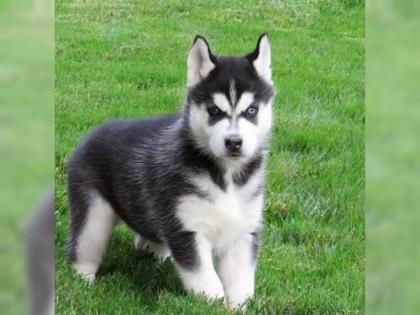 Siberian Husky Welpen mit VDH/DCNH/FCI-Papieren, aus seriöser Zucht