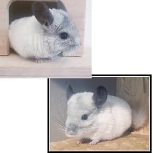 2 Chinchilla s suchen noch ein Zuhause für immer