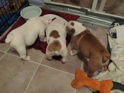 English Bulldog Welpen Reinrassig suchen neues, liebevolles zu Hause.