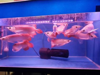 Qualität Arowana Fisch zu Verkaufen