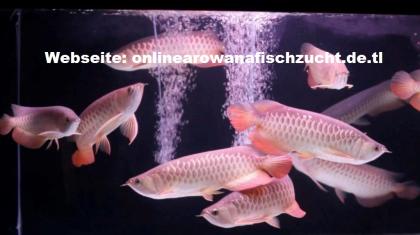 Qualität Arowana Fisch