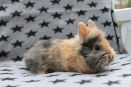 Babykaninchen Löwenköpfchen reinrassig voll geimpft