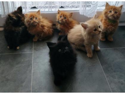 6 kleine Reinrassige Maine Coon Kitten mit Stammbaum