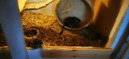 3 weibliche Degu geschwister