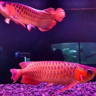 Qualität Arowana Fisch zu Verkaufen www. online-arowana-fisch-shop. de. rs