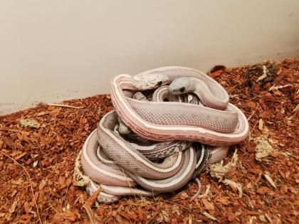 Kornnatter Nachzuchten aus Coral Snow Tessera MxS het. Sunkissed x Coral Ghost Su