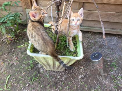 Traumhaft schöne Bengalkitten in Red sehr selten und auch andere Farben