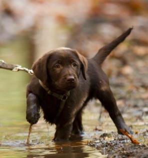 Süße Labrador-Welpen, braun, reinrassig, noch 1 Rüde