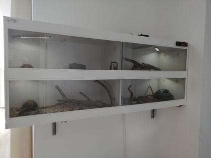 2 Königsnattern mit Terrarium abzugeben