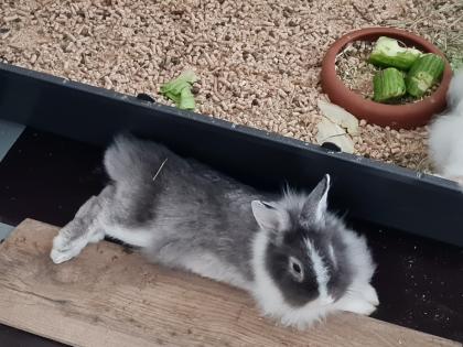 Löwenköpfchen Zwergkaninchen Hasen