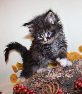 Poly Maine Coon Mädchen mit Stammbaum