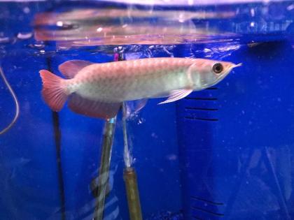 Wunderschöne Arowana Fisch