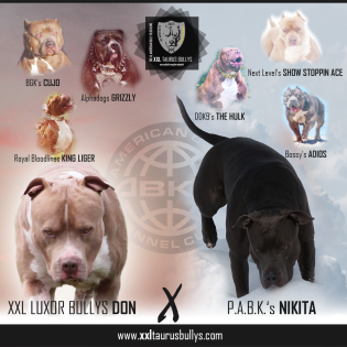 XL American Bully Traumverpaarung zwischen den größten XL American Bully Blutlin