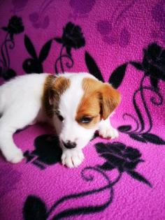 Parson Jack Russel Terrier Welpen