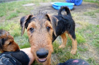 Airedale Terrier Welpen