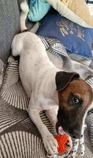 Jack Russell aus gesundheitlichen Gründen abzugeben