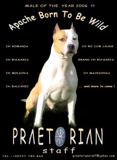 PRAETORIAN STAFF KENNEL -AmStaff Terrier puppies