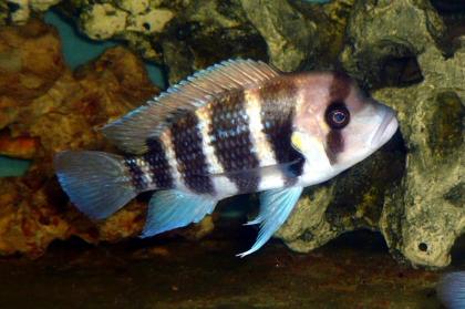 Cyphotilapia spec. Burundi