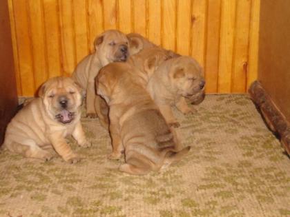 Shar Pei reinrassige Welpen