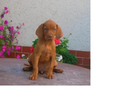 Ungarn Vizsla