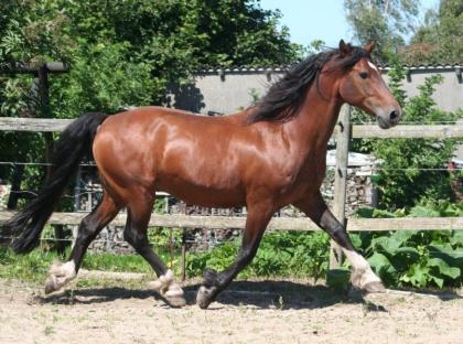 Vergebe Reitbeteiligung an 150cm Ponystute