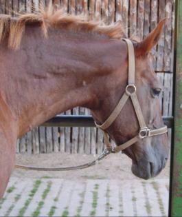 Quirrliger 16 jähriger Trakehnerwallach sucht.