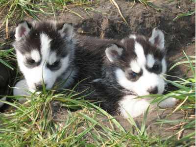 Husky welpen Siberian Husky welpen nur fur 190 euro