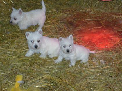 Schöne West-Highland-White-Terrier-Welpen abzugeben