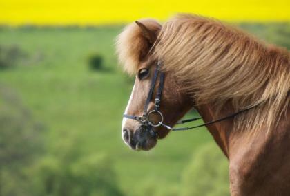 Reitbeteiligung gesucht für Islandpferd