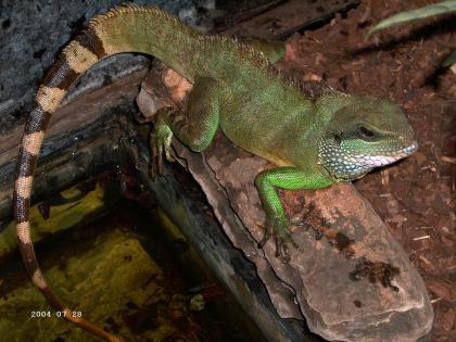 Grüne Wasseragamen Physignathus cocincinus Jungtiere