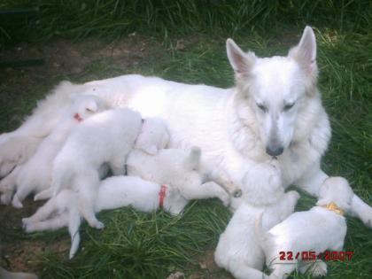 Weisser Schäferhund - Welpen